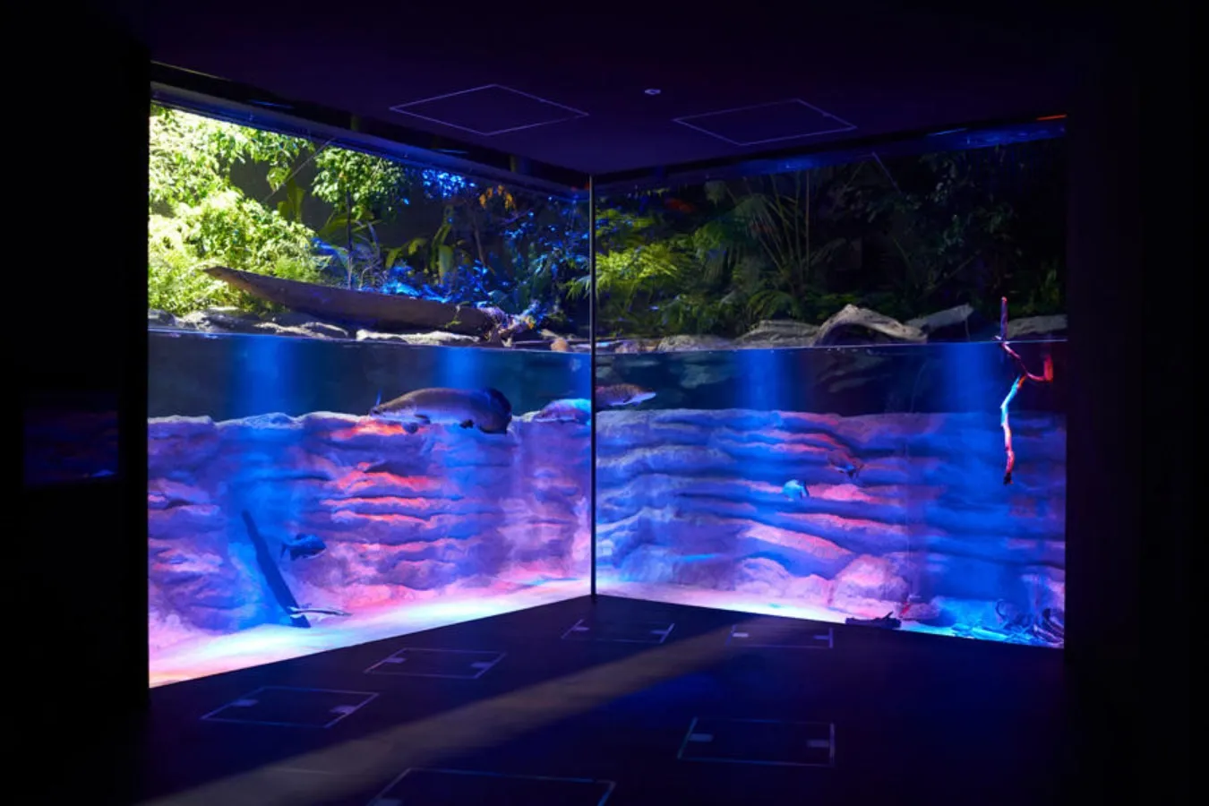 ▲「アマゾンゾーン」夜