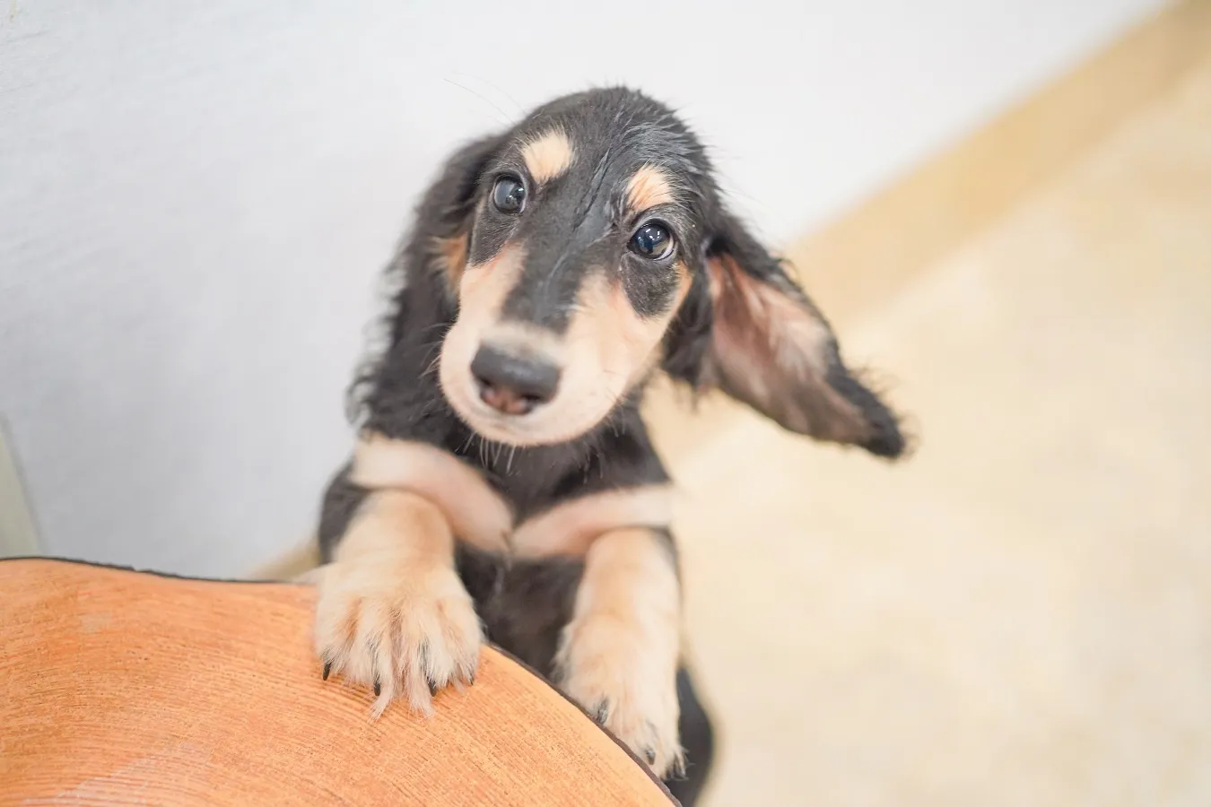 ▲ふれあい Dog park