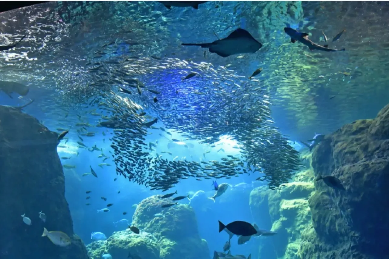 ▲相模湾大水槽