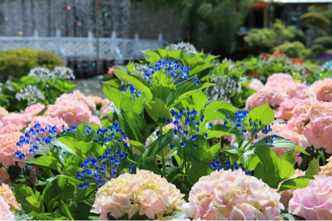 ▲クリスタルガラスのあじさい