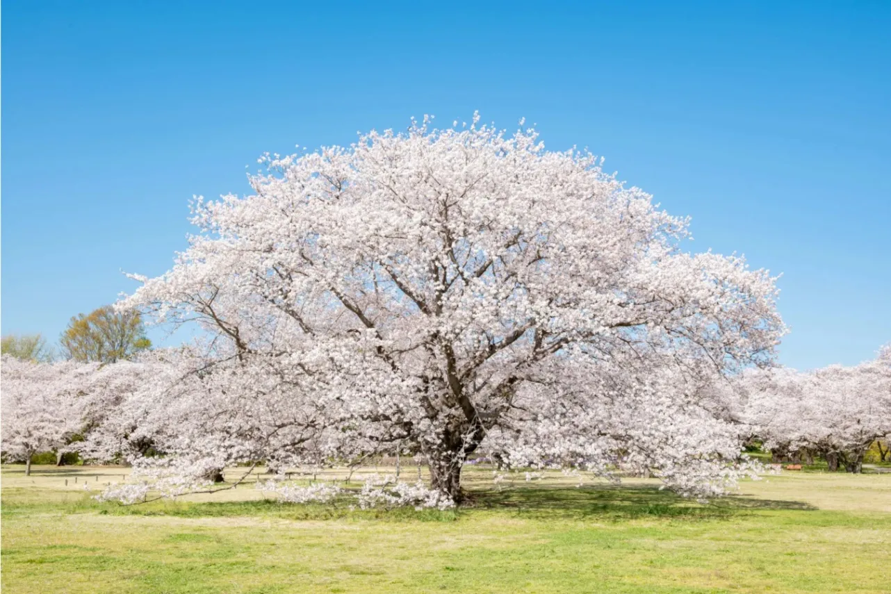 ▲桜の園・ソメイヨシノ（過去の様子）