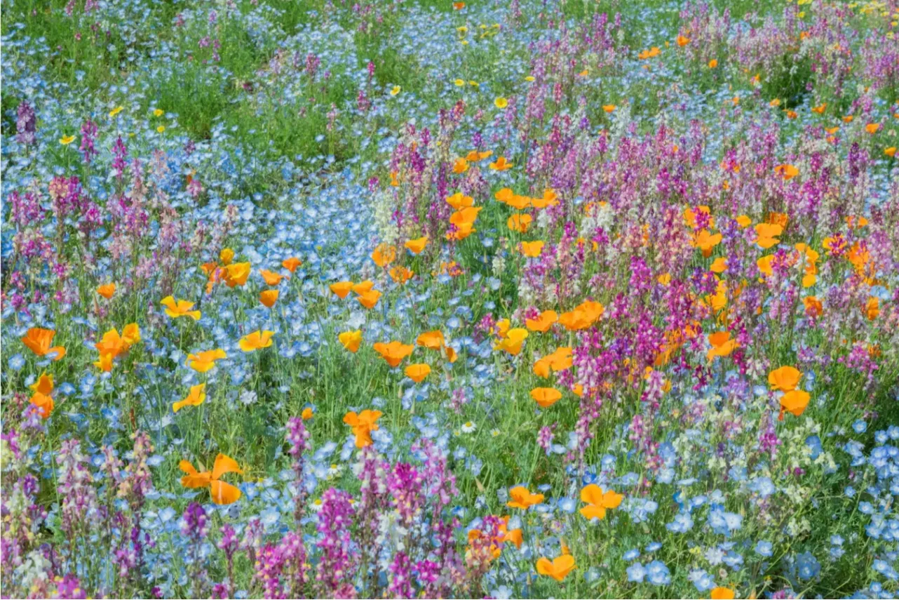 ▲ハーブの丘・ブーケガーデン（過去の様子）