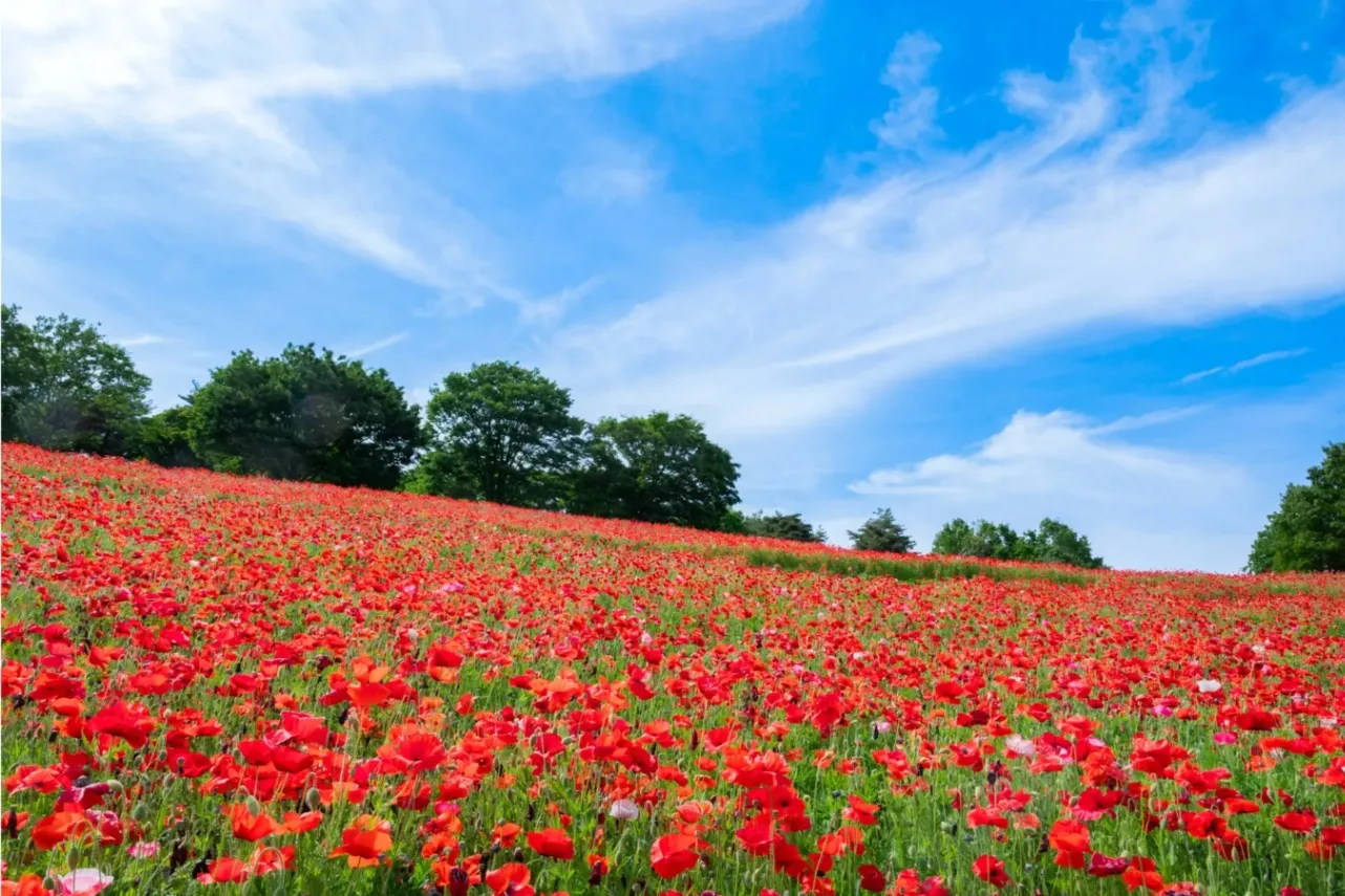 ▲花の丘・シャーレーポピー（過去の様子）