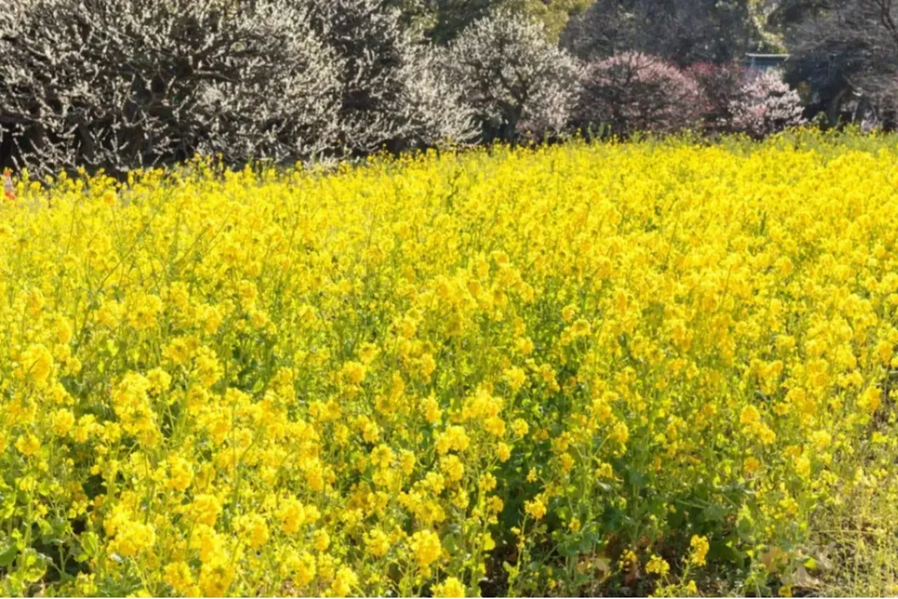 ▲ナノハナ（画像提供：公益財団法人東京都公園協会）