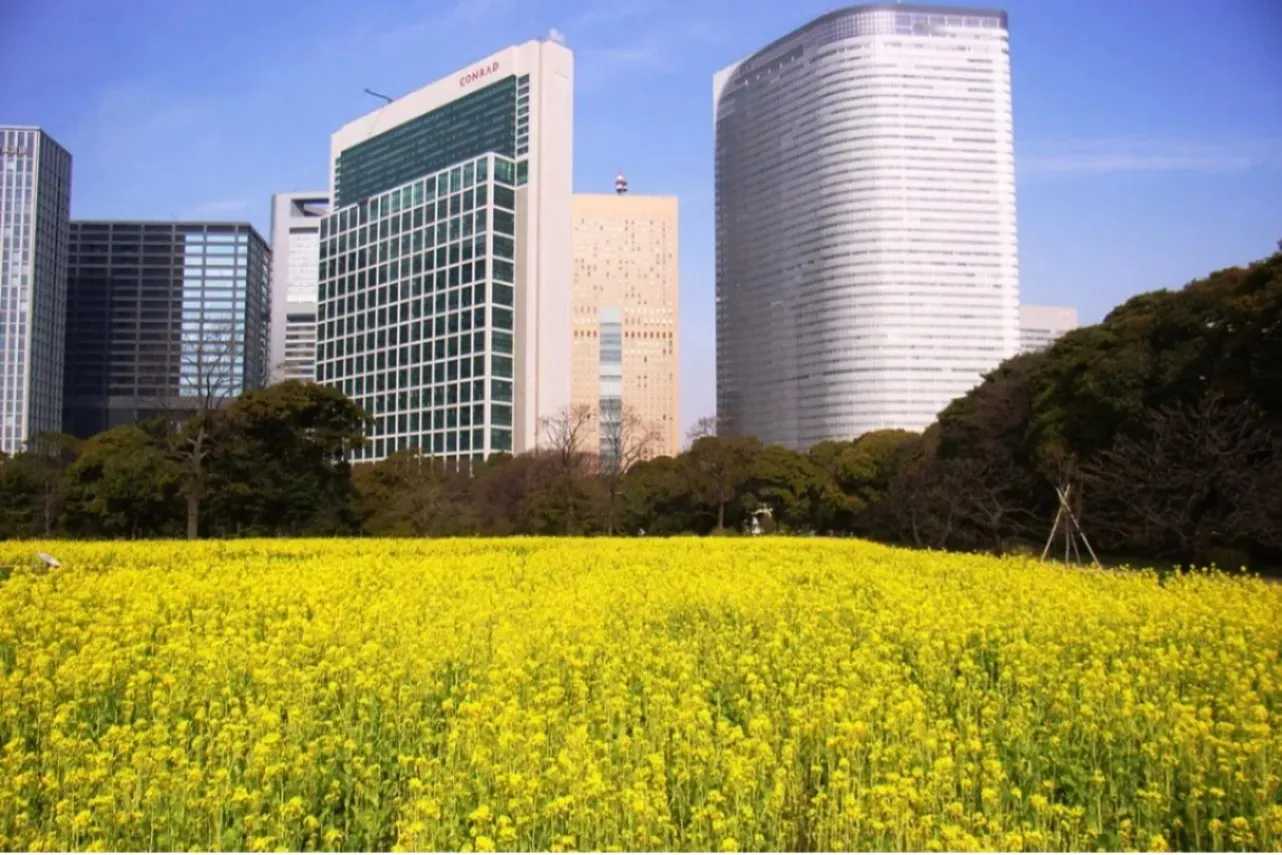 ▲菜の花（画像提供：公益財団法人東京都公園協会）