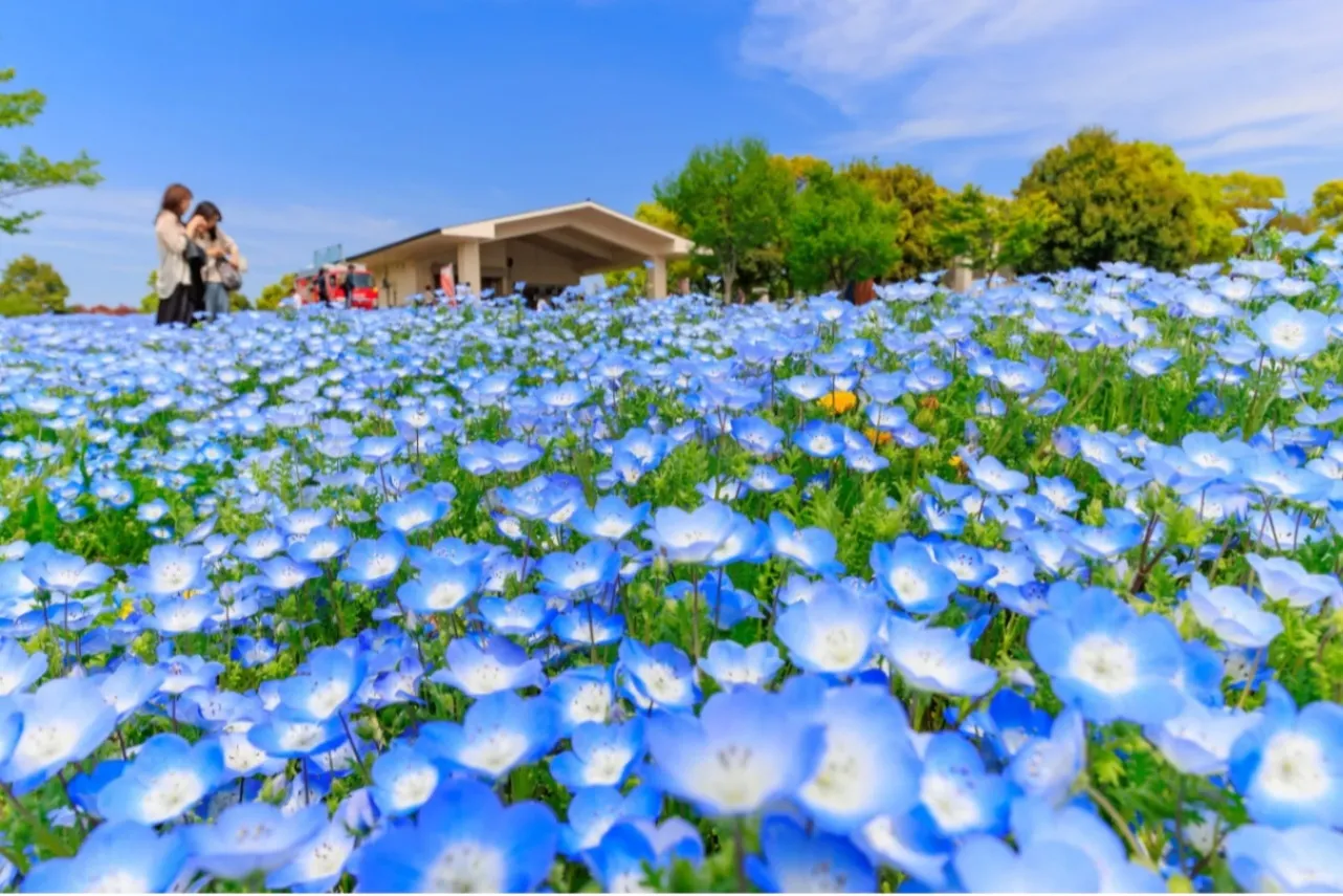 【2026】東京「春のお花畑」7選！フラワーフェスなどイベント情報も_3408834