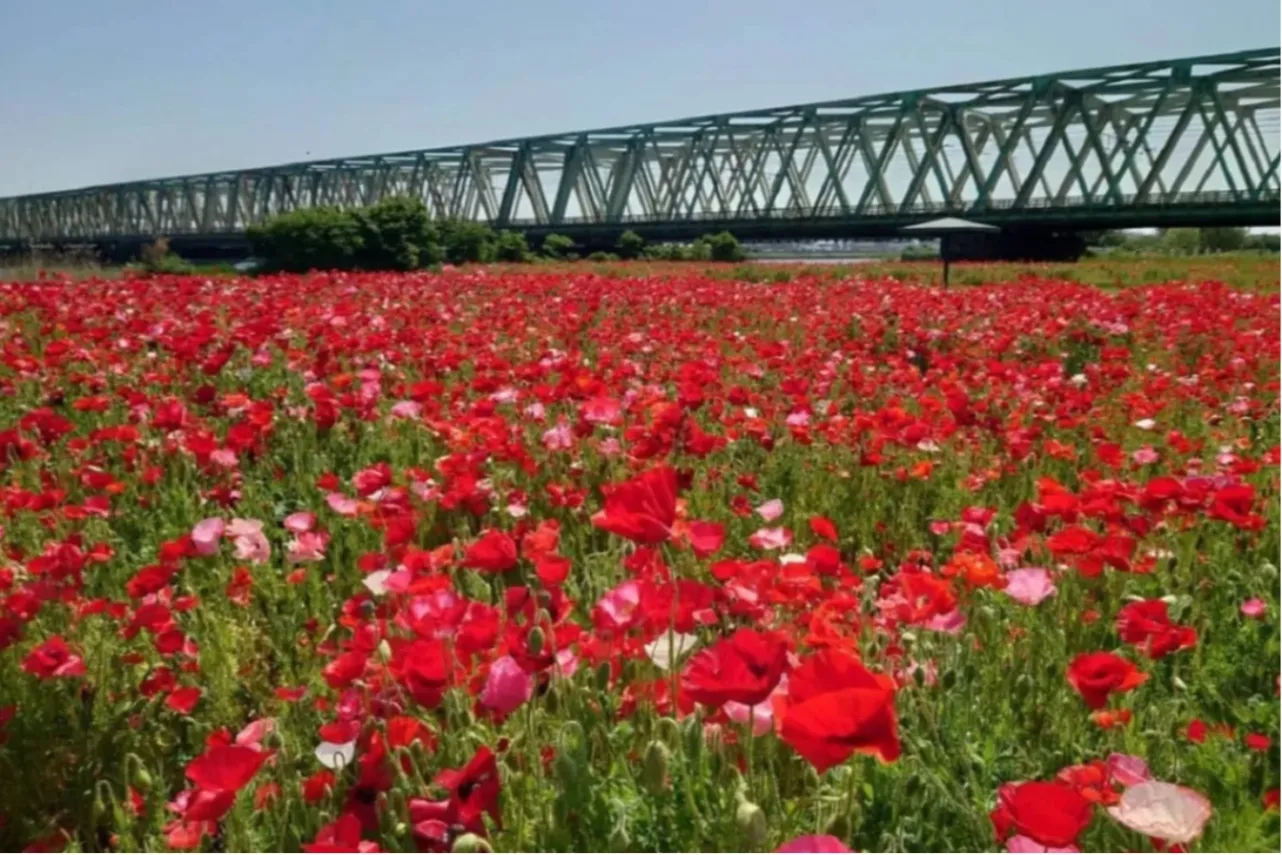 【2026】東京「春のお花畑」7選！フラワーフェスなどイベント情報も_3408835