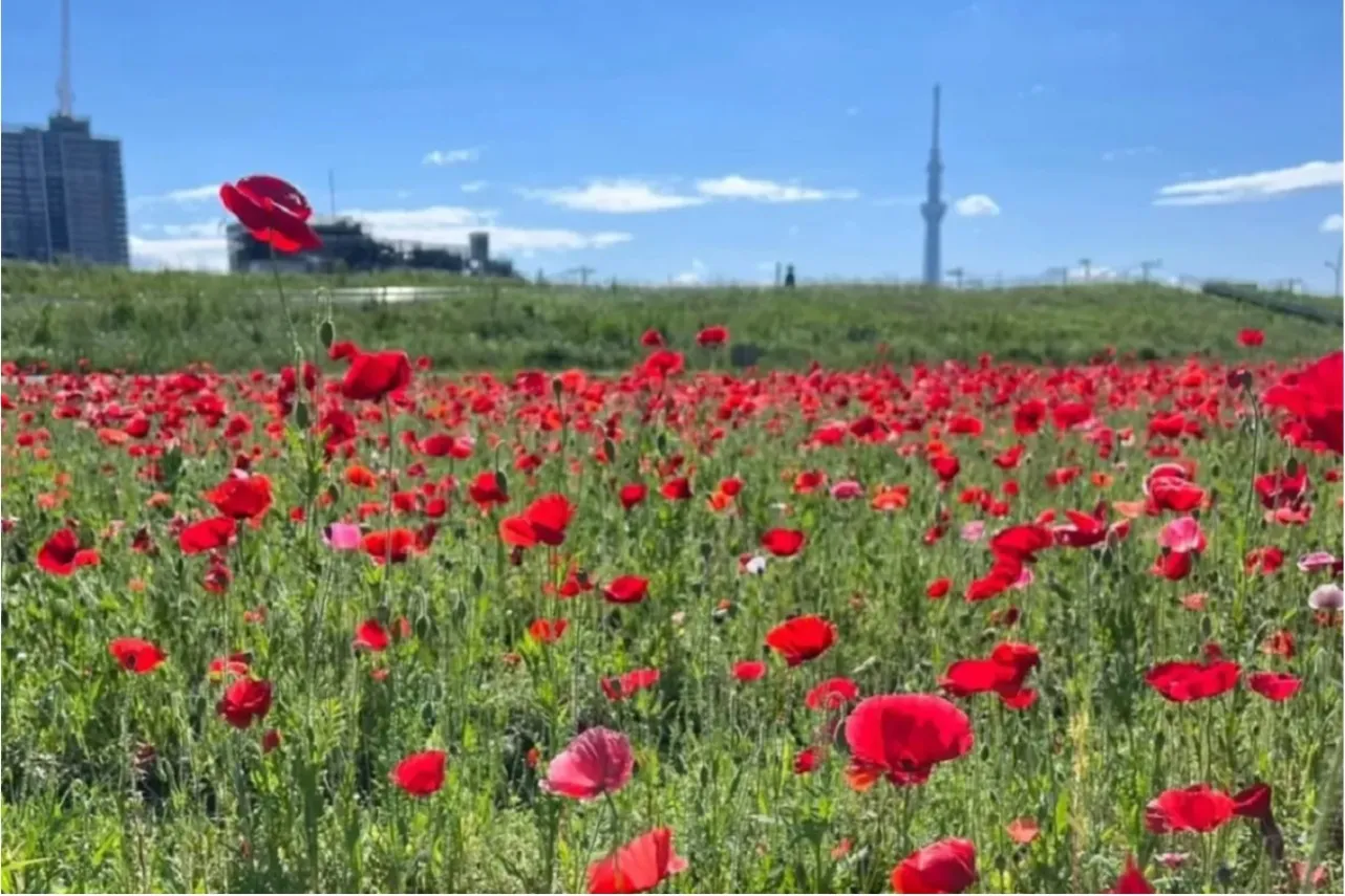 【2026】東京「春のお花畑」7選！フラワーフェスなどイベント情報も_3408836