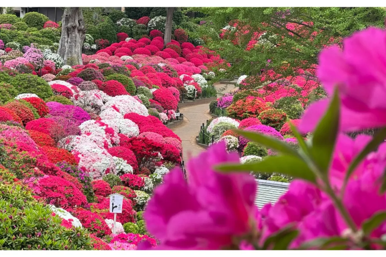 ▲つつじ苑
