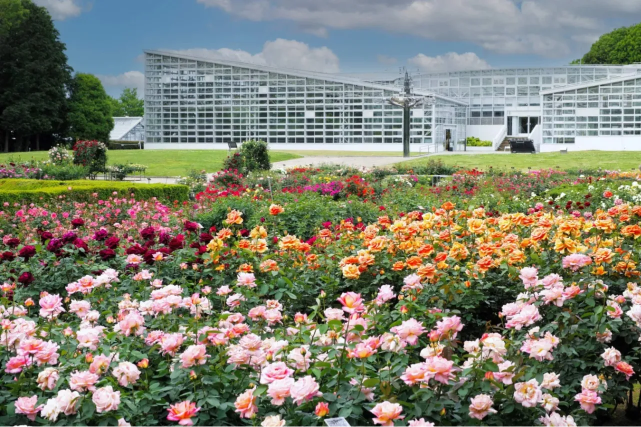 ▲ばら園（写真提供：神代植物公園）