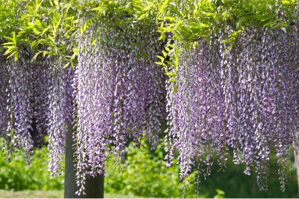 【2026】東京「藤の花」の名所8選