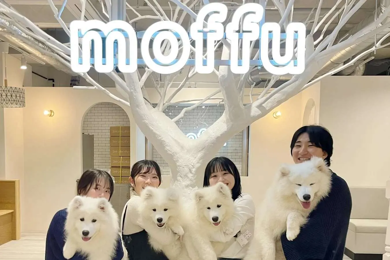 ▲サモエドたちはとてもフレンドリー。やさしく触れ合って