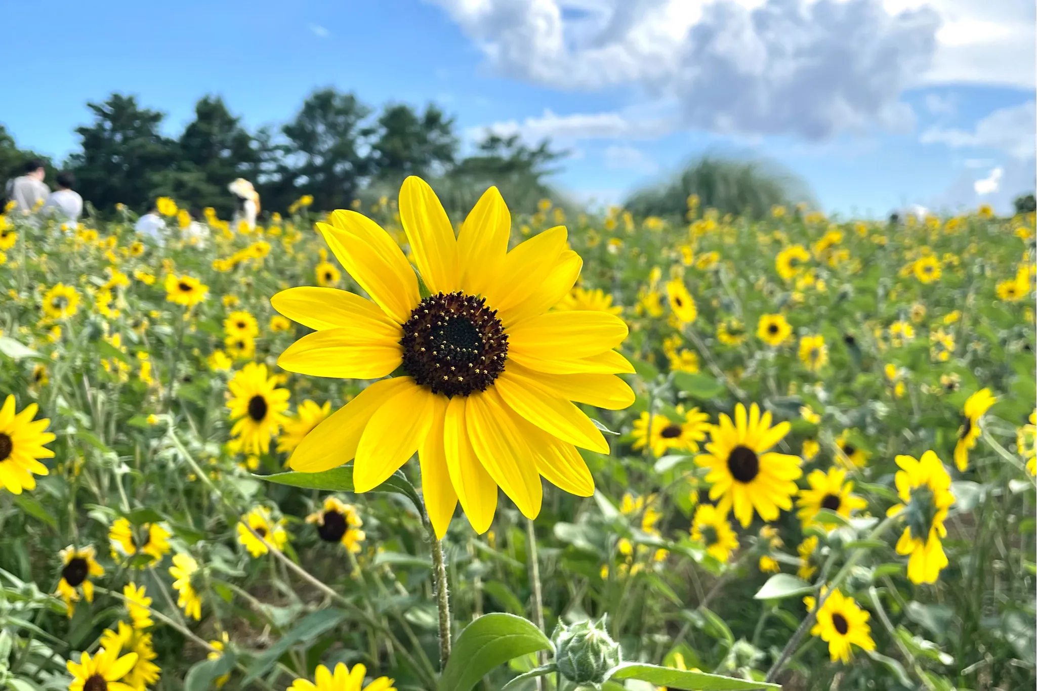 かわいい「ミニひまわり」を見に国営昭和記念公園へ