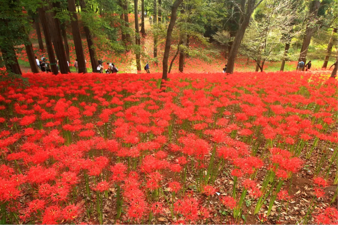 ▲村上緑地公園の彼岸花