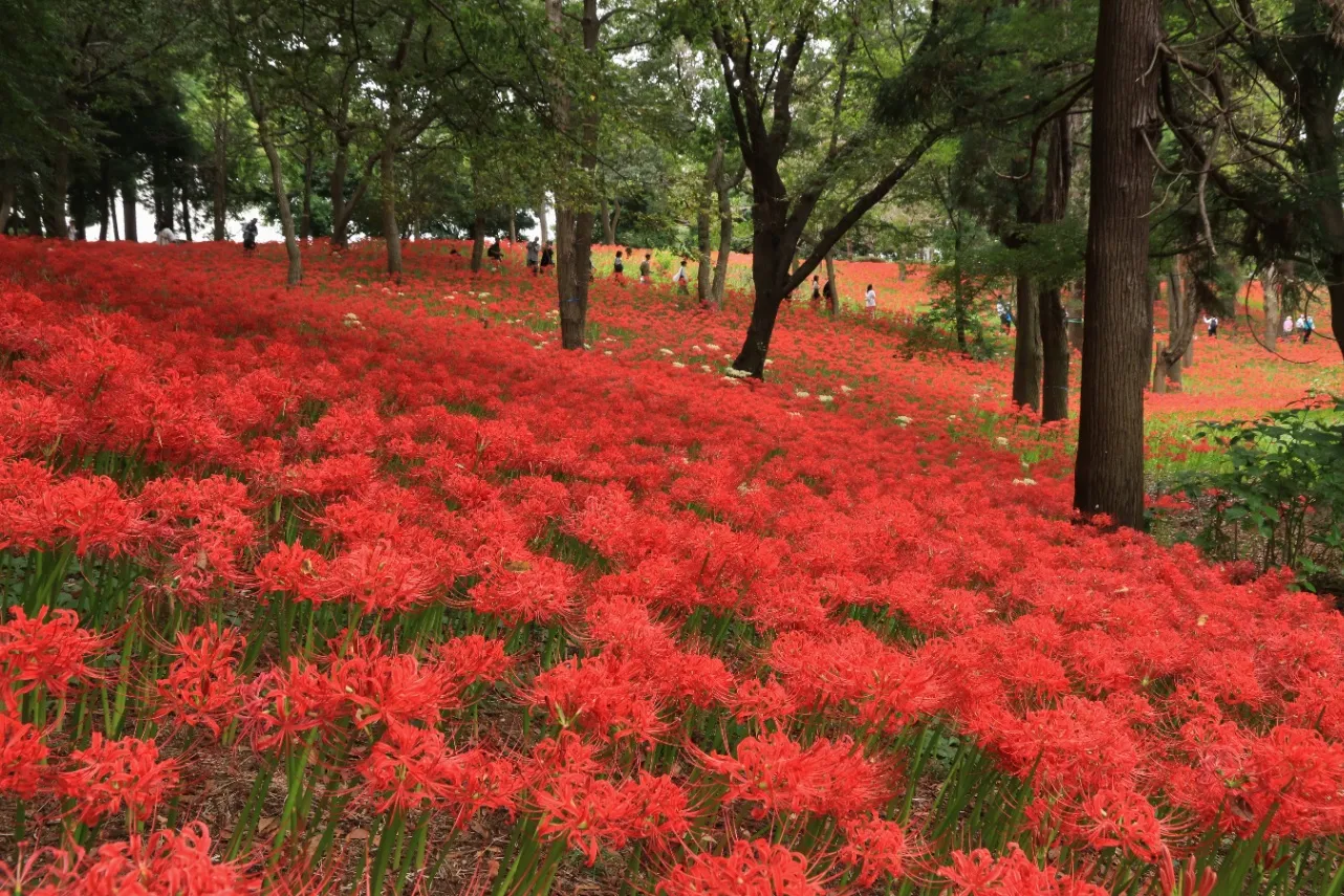 ▲村上緑地公園の彼岸花