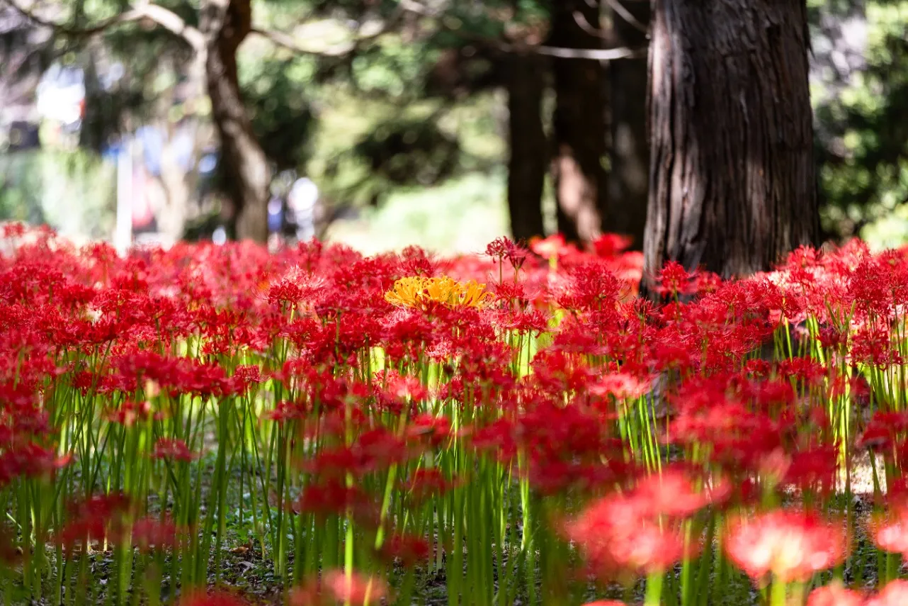 ▲村上緑地公園の彼岸花