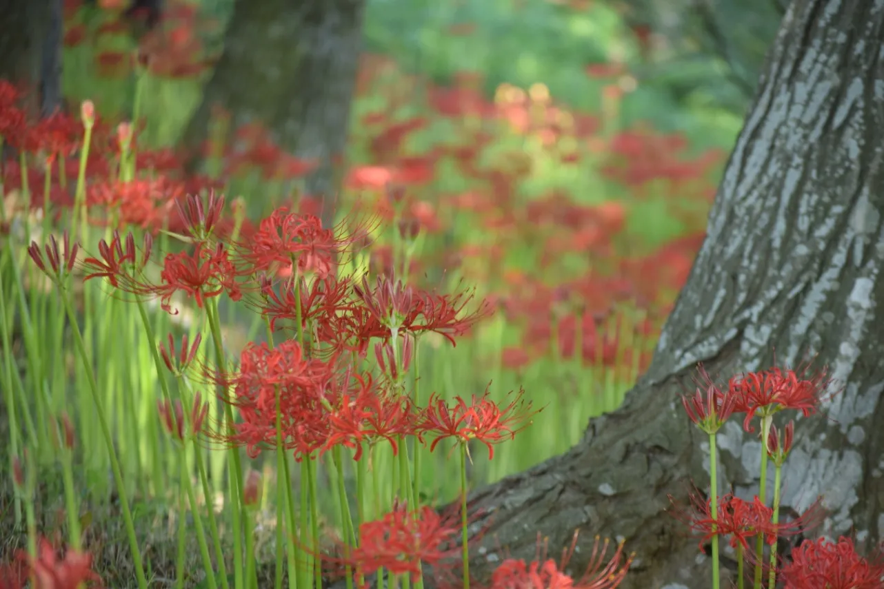 ▲「あけぼの山農業公園」の彼岸花
