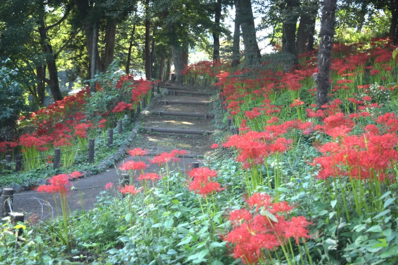 ▲「あけぼの山農業公園」の彼岸花