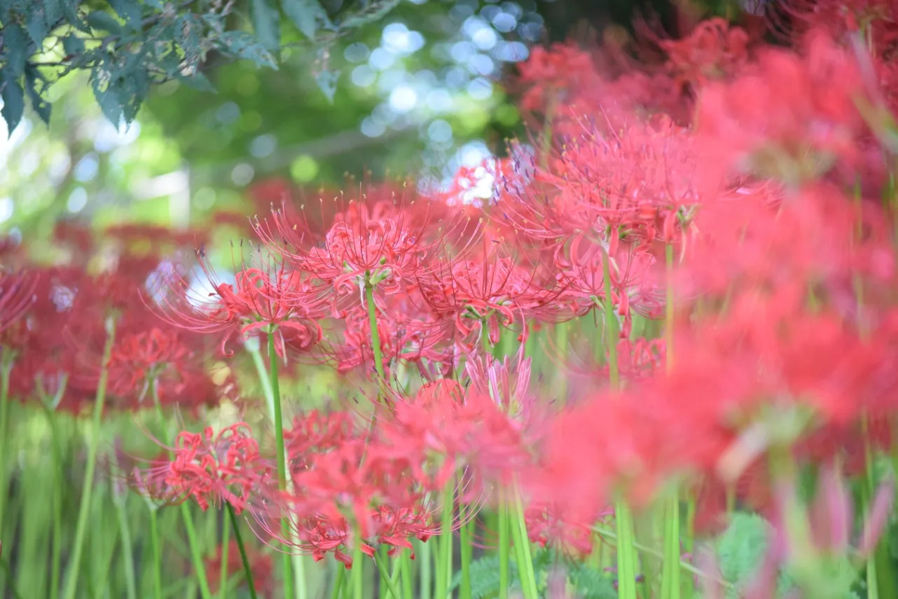 ▲「あけぼの山農業公園」の彼岸花