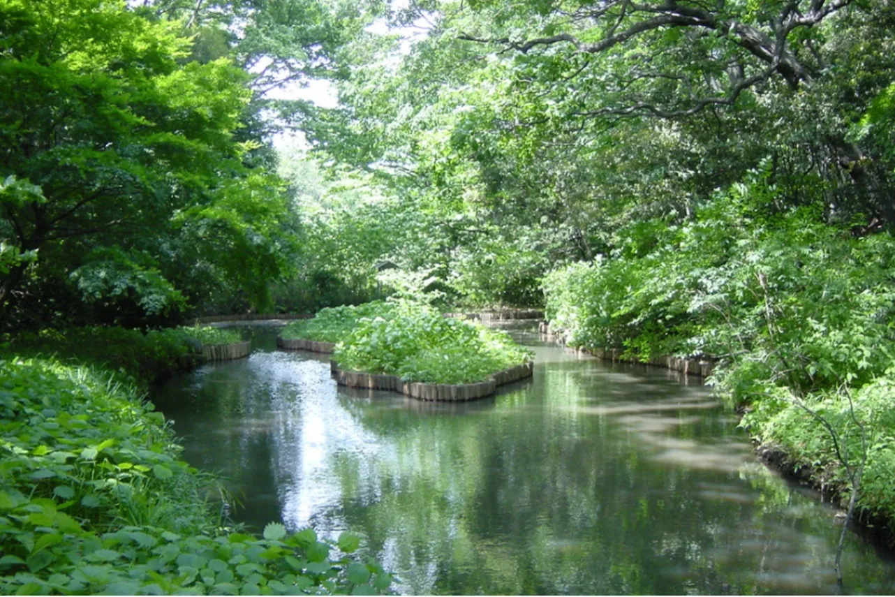 ▲いもりの池（画像提供：国立科学博物館附属自然教育園）