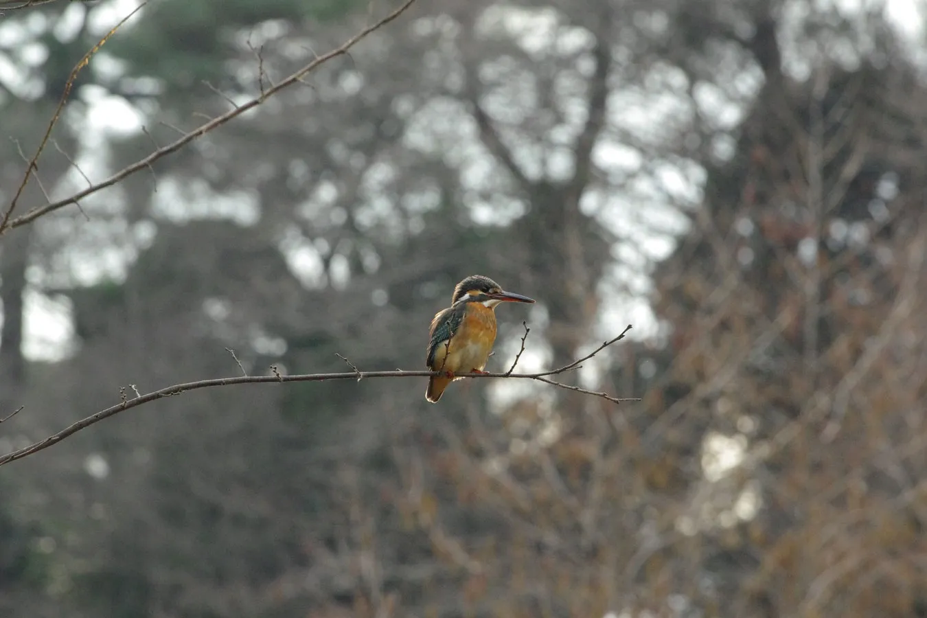 ▲カワセミ（画像提供：国立科学博物館附属自然教育園）