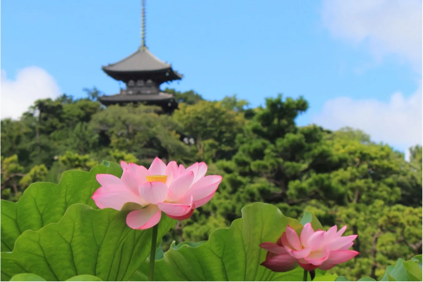 ▲ハスと三重塔