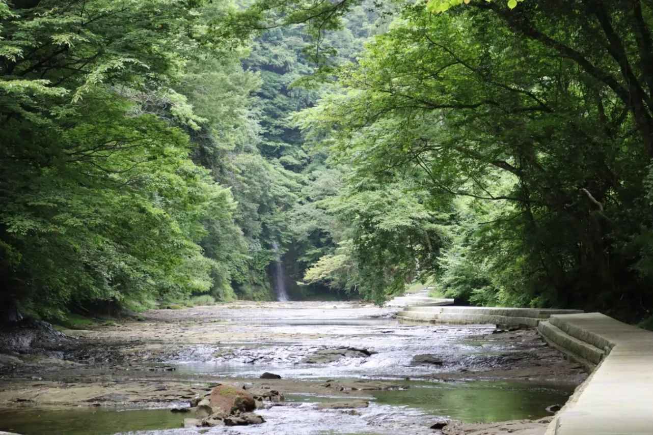 ▲〈養老渓谷〉面白峡遊歩道 新緑