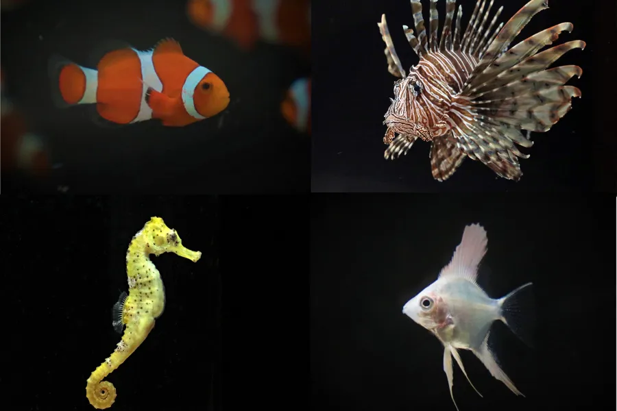 占いがテーマの「横浜開運水族館 フォーチュンアクアリウム」がオープン