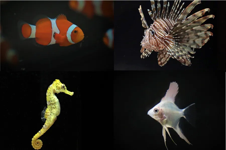占いがテーマの「横浜開運水族館 フォーチュンアクアリウム」がオープン