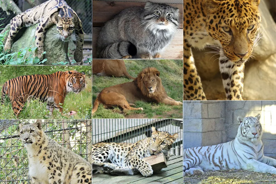 【猫の日】2月22日は猫の日！　関東近郊で出会える猫科動物を制覇してみた