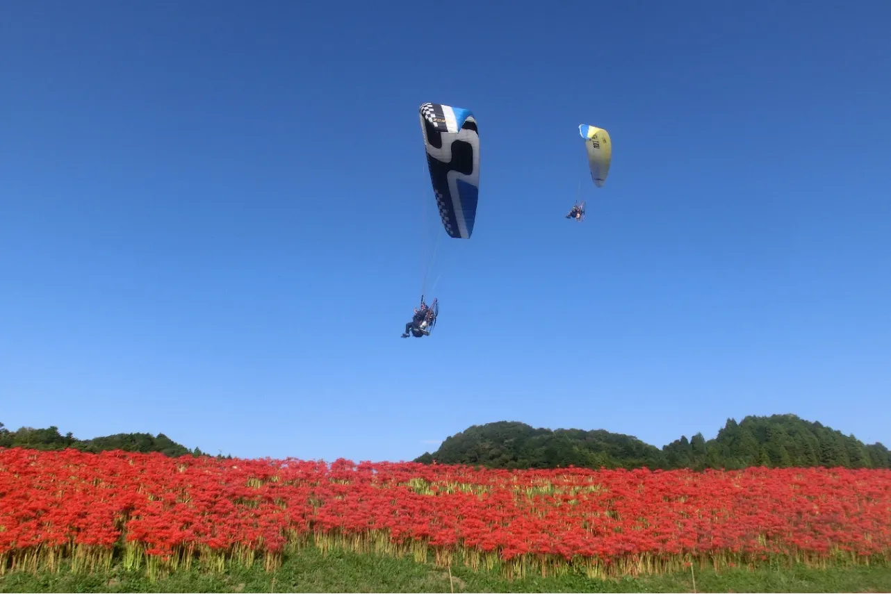 ▲運が良ければモーターパラグライダーと彼岸花の共演も見られるかも!?