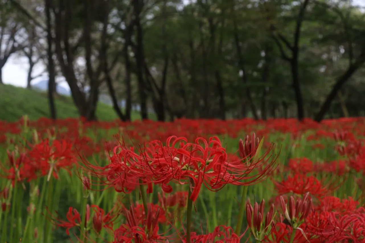 ▲岩井親水公園_彼岸花