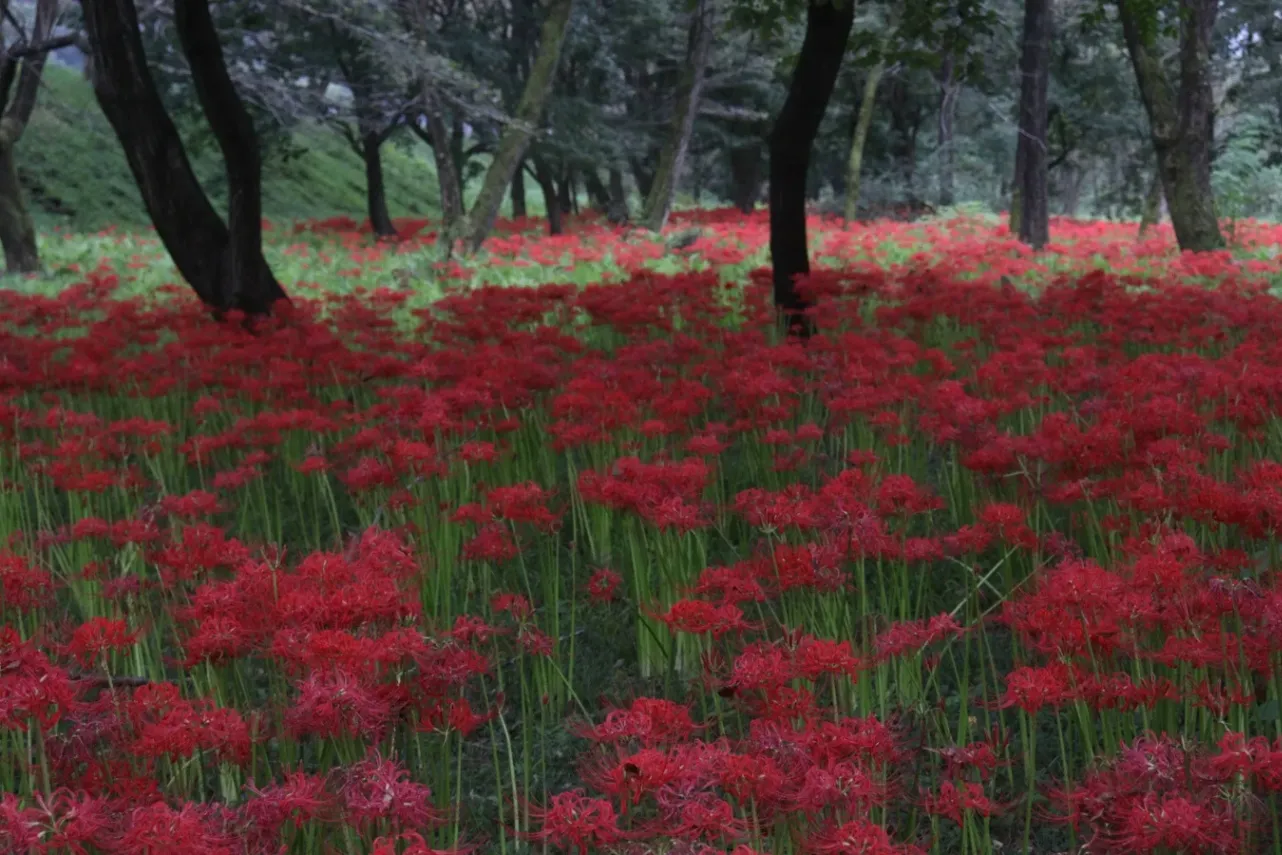 ▲岩井親水公園_彼岸花