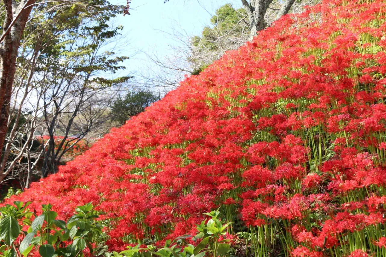 ▲城山公園_彼岸花