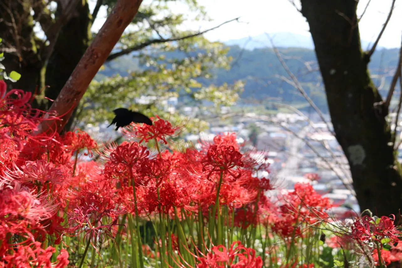 ▲城山公園_彼岸花