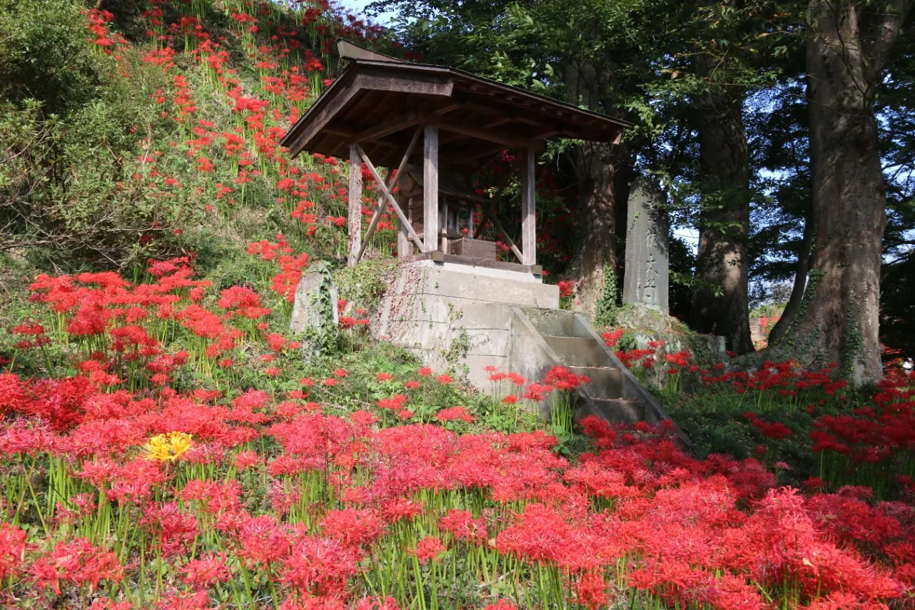 ▲城山公園_彼岸花