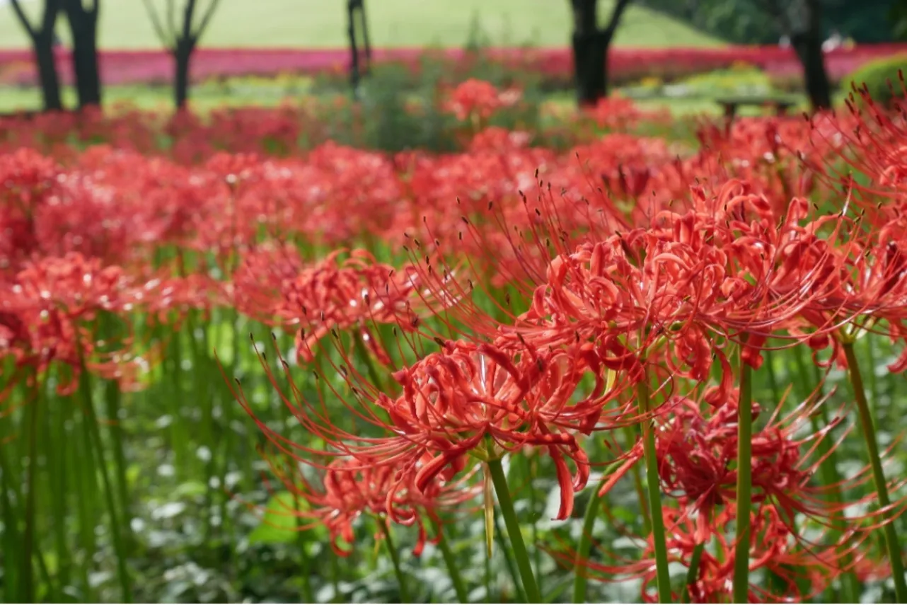 ▲国営武蔵丘陵森林公園_彼岸花