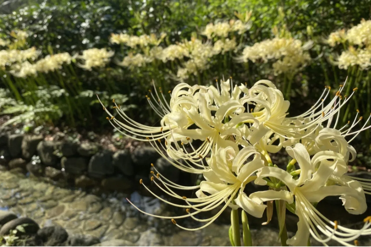 ▲曼珠沙華まつり_白い彼岸花（水路）