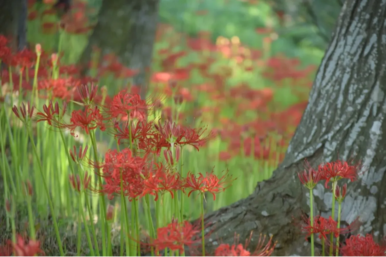▲「あけぼの山農業公園」の彼岸花