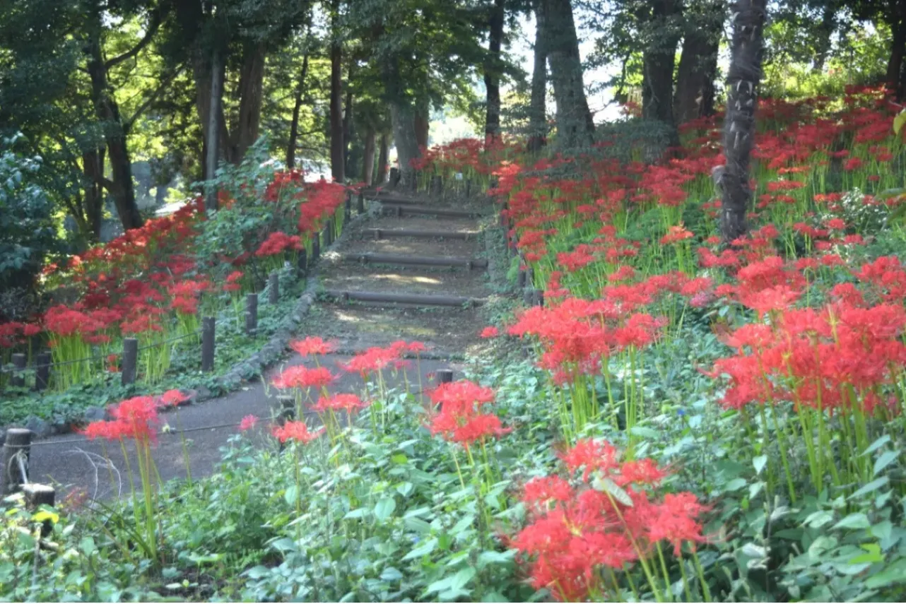 ▲「あけぼの山農業公園」の彼岸花