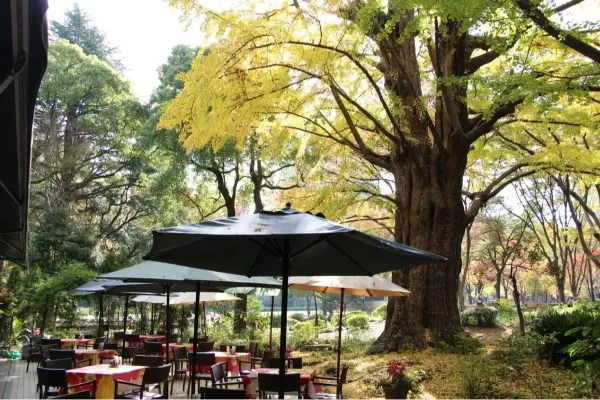 【東京】紅葉・黄葉が見える公園カフェまとめ
