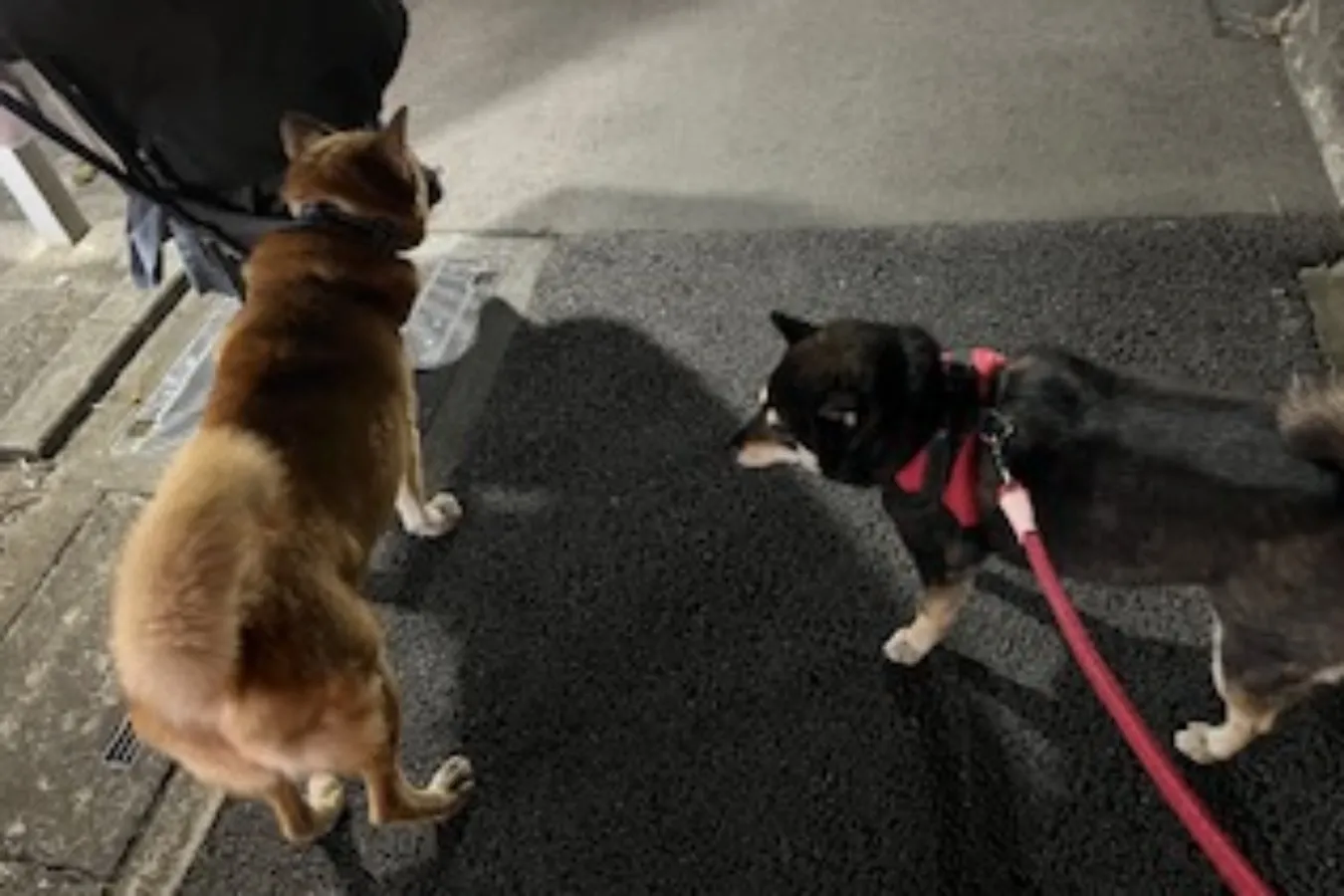 【体験談を公開！】Alku会員から届いた“冬の朝”の体験エピソードを公開します！_1391323