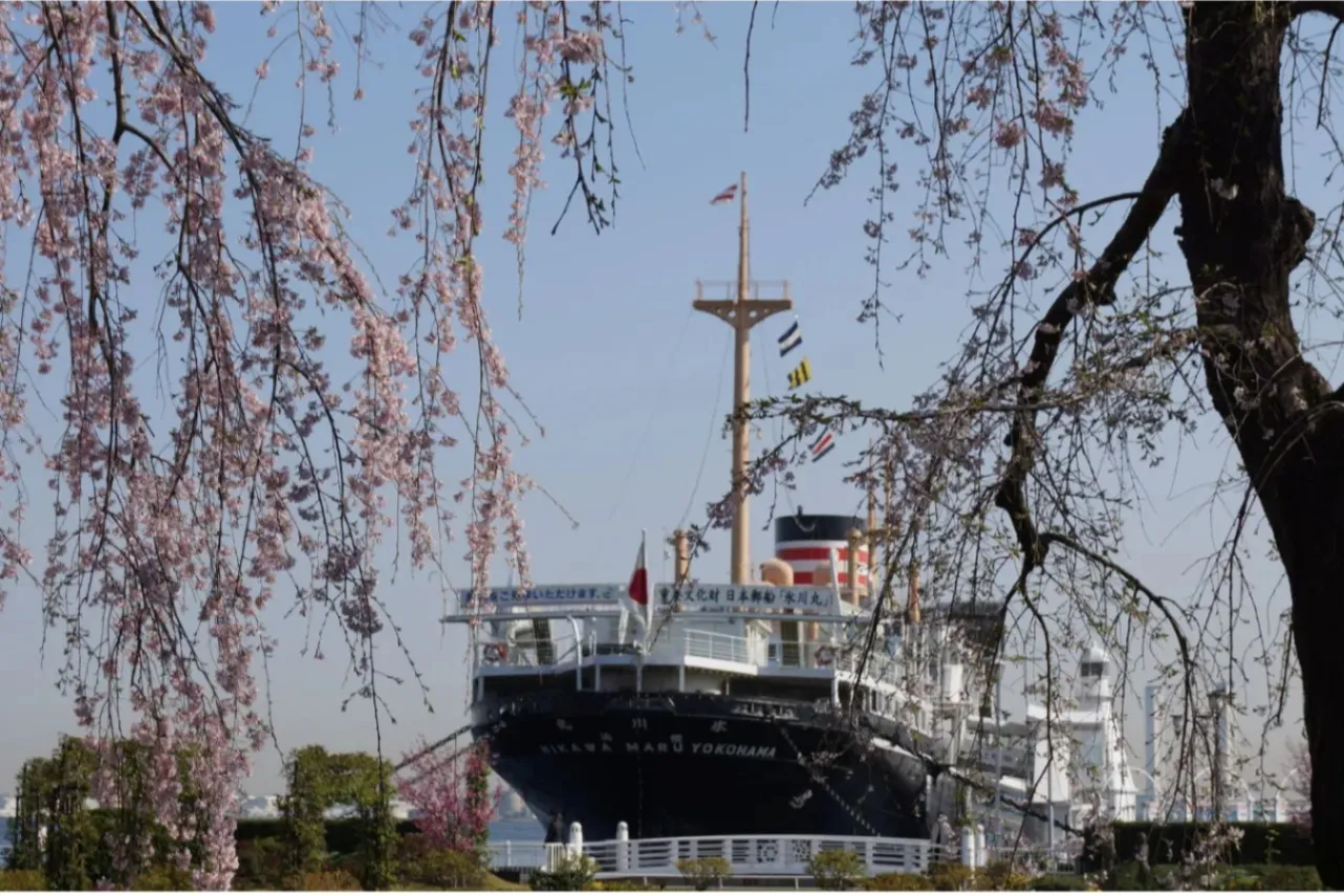 【2026】横浜で桜デートするなら！おすすめの花見スポット5選_3456675