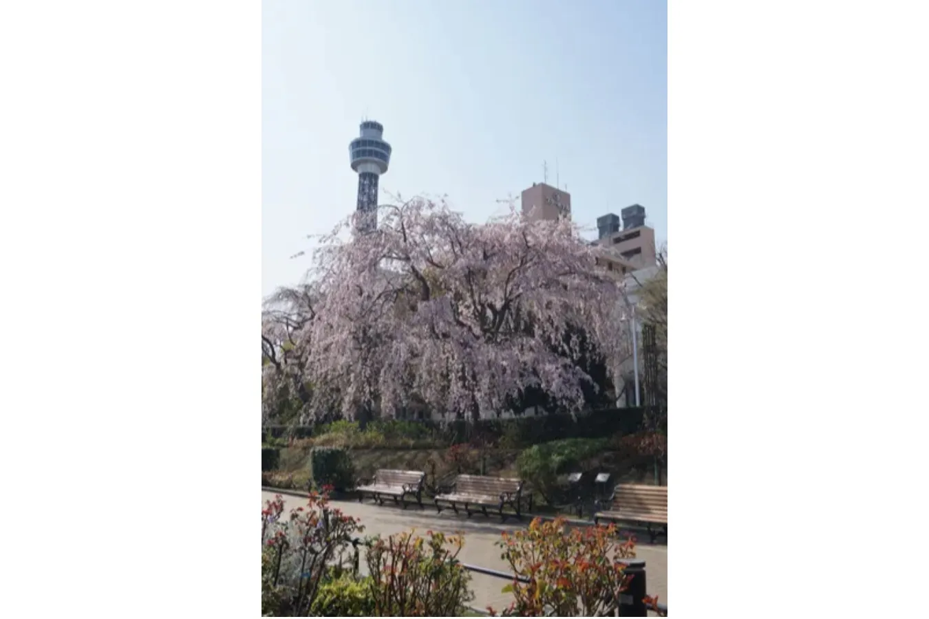 【2026】横浜で桜デートするなら！おすすめの花見スポット5選_3456676