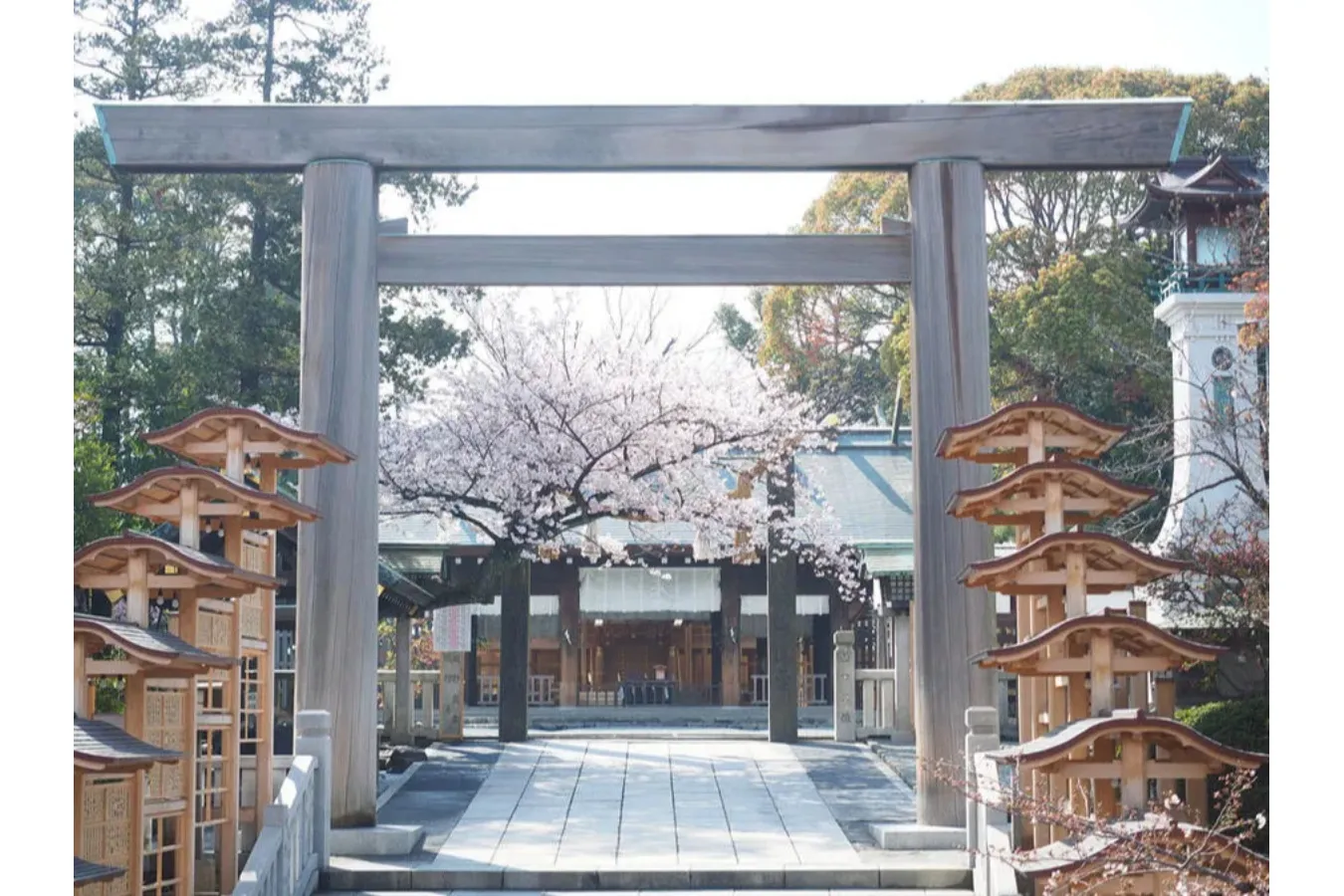 【2026】横浜で桜デートするなら！おすすめの花見スポット5選_3456679