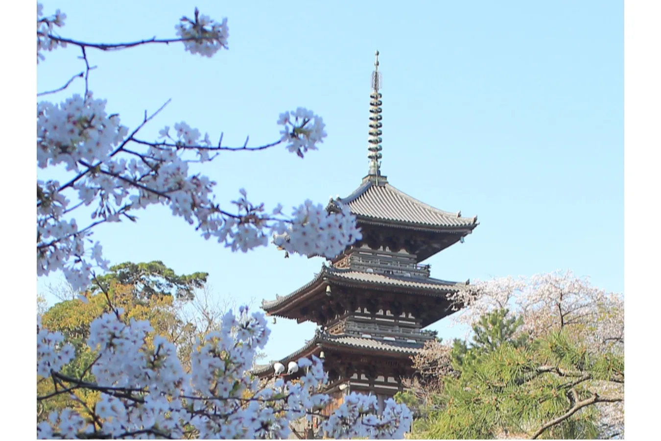 【2026】横浜で桜デートするなら！おすすめの花見スポット5選_3456682