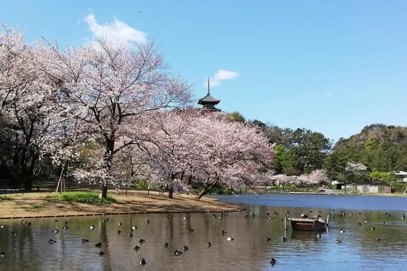 ▲大池と桜