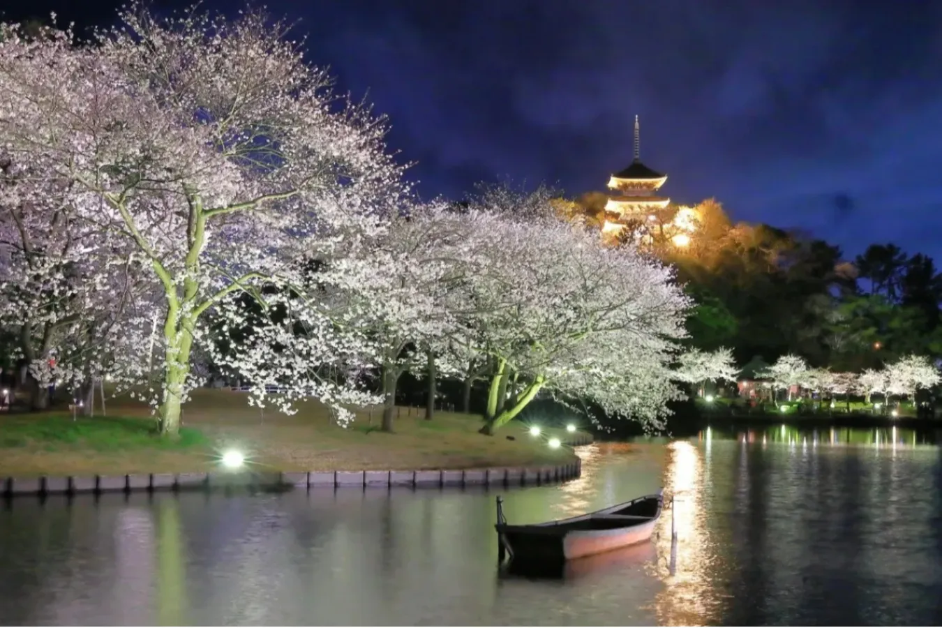 【2026】横浜で桜デートするなら！おすすめの花見スポット5選_3456684