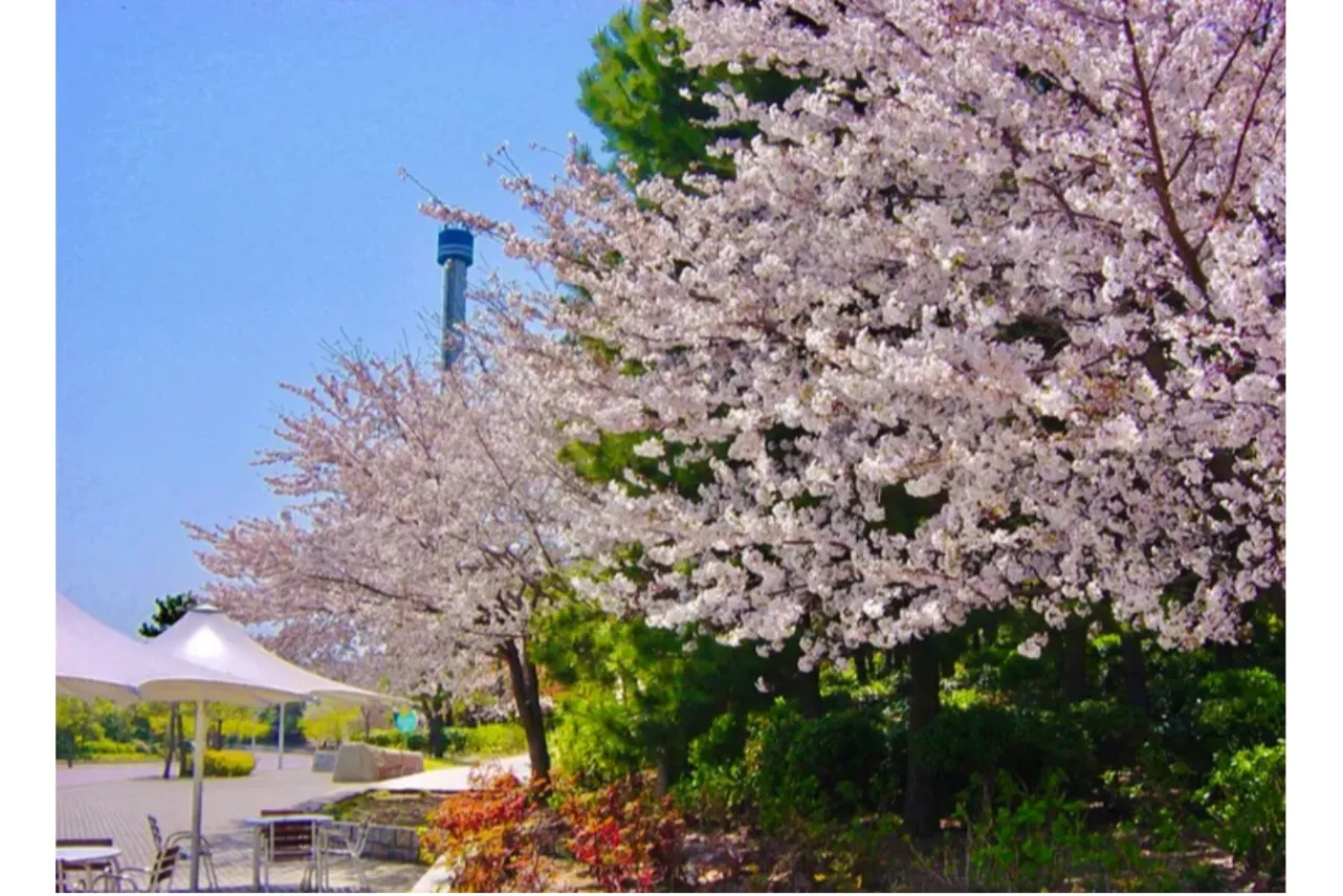 【2026】横浜で桜デートするなら！おすすめの花見スポット5選_3456686