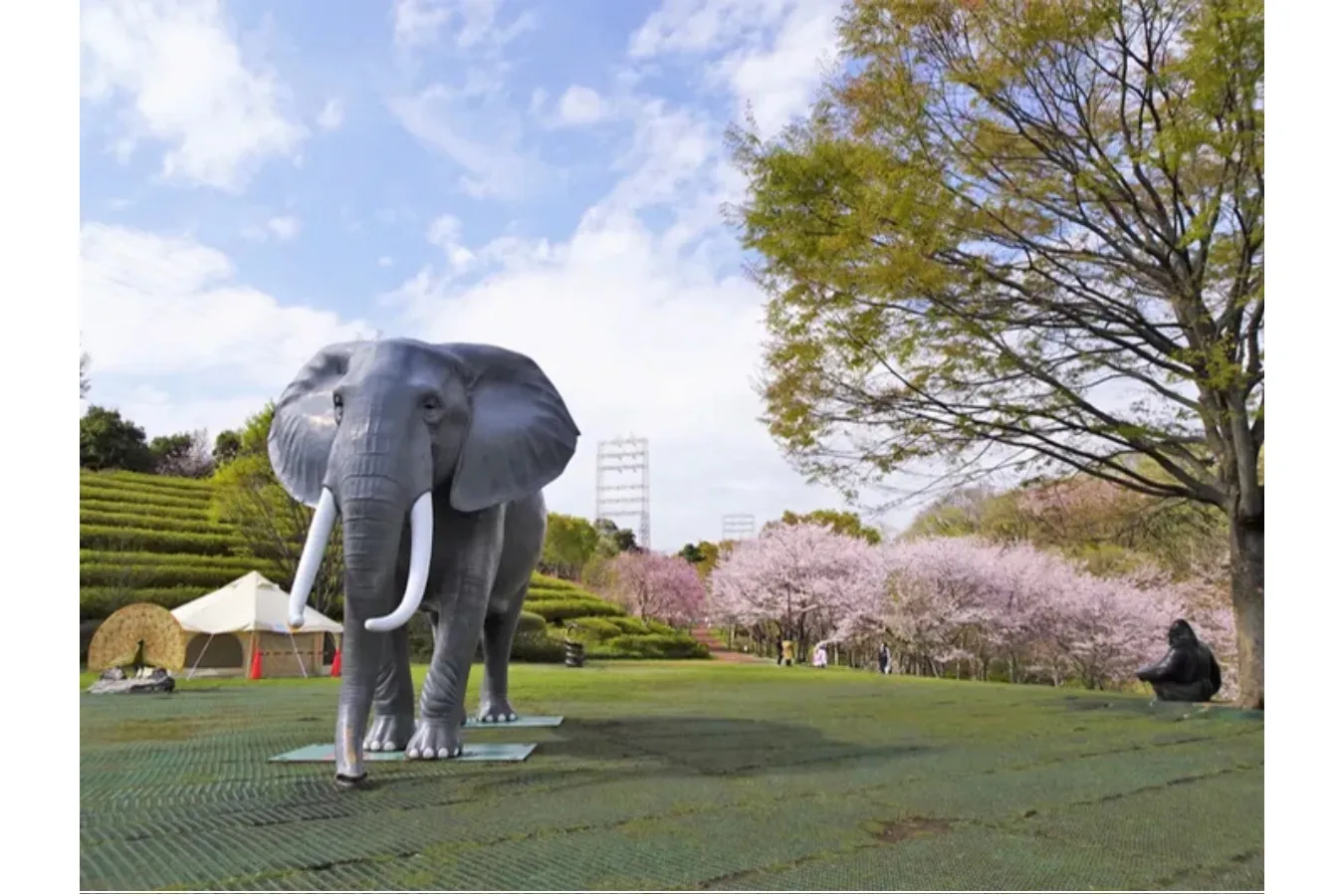 【2026】横浜で桜デートするなら！おすすめの花見スポット5選_3456689